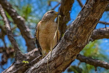 Red-shouldered Hawk eating its prey, snake.
