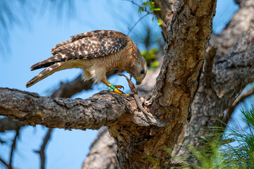 Red-shouldered Hawk eating its prey, a lizard.