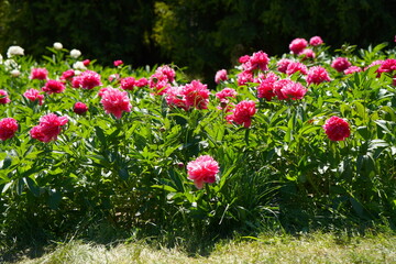 Beautiful blooming peonies (Paeonia) - beautiful green areas of the city 