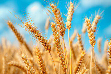 Ears of golden wheat against the blue sky. Rural scene under sunlight. Summer background of ripening ears