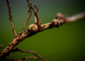 close up of a soybean roots