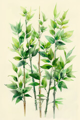Fototapeta premium Vintage Watercolor Painting of Bamboo