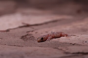 close up of a leaf-toed gecko at night