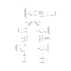 Diagram showing biosynthesis of Kynurenine from Tryptophan via enzymatic reaction - schematic molecular strcuture chemical illustration.