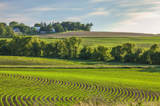 Fields of young corn near a farm on rolling hills in Iowa on a sunny spring evening