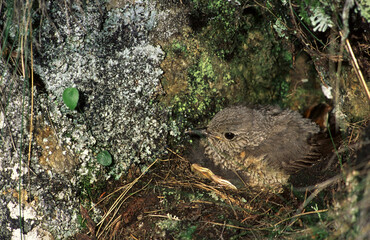 Monticola saxatilis, redstart codirossone