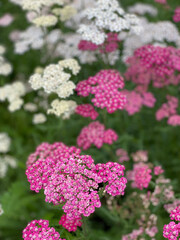 Colourful small flowers in bloom.