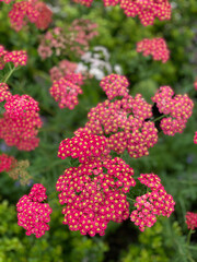 Colourful small flowers in bloom.