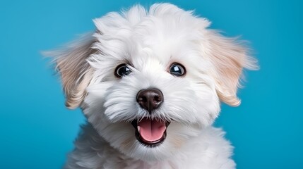 Obraz premium Cheerful bichon frise portrait adorable pet dog image with copy space for banner