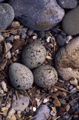 Charadrius dubius corriere piccolo small plover 