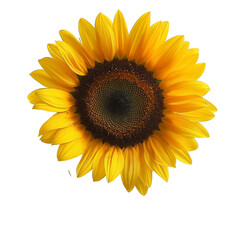 Fototapeta premium Sunflower, Single Blossom on White Background