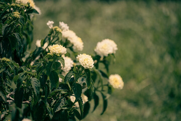 Flowers in the Garden