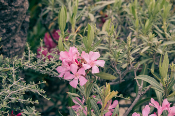 Obraz premium Small Pink Flowers