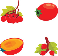Juicy hawthorn icons set cartoon vector. Hawberry branch with red berry and leaf. Nature, medical plant