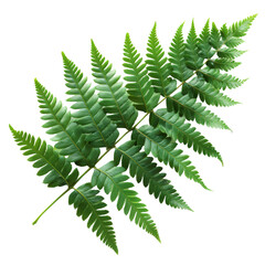  Leaf on White Background