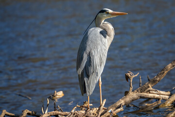 Graureiher an der Fulda