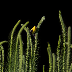 goldfinch on green stem against black background