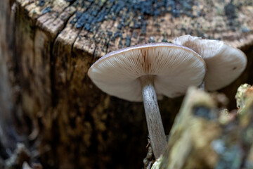 **Pluteus cervinus, Deer mushroom, fungus, mushroom on tree trunk
