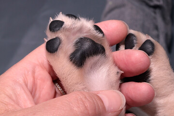 Black paw pads of a blonde puppy. Massaging a puppy's paw.