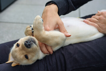 A blonde Labrador puppy is receiving a puppy massage while lying on someone's legs.