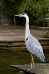 A blue heron stands on a wooden dock by the water.