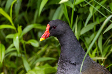 A close-up portrait of a black common moorhen in the reeds surrounding a lake, Scotland