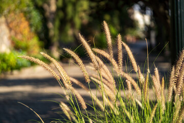 Beautiful golden grasses set on a blurry background.