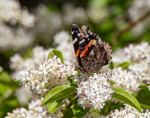 butterfly on flower