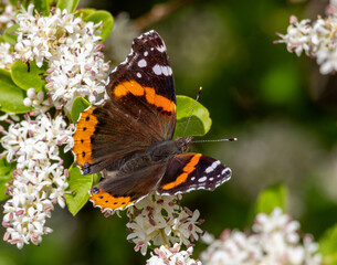 butterfly on flower
