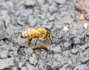 Bee on the Ground