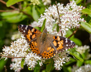 butterfly on flower