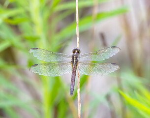 Dragonfly