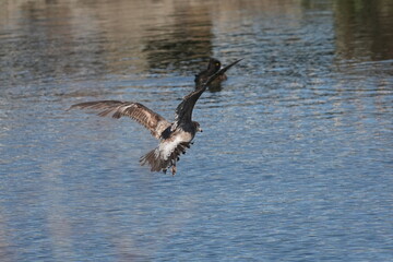 herring gull in flight