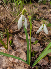 Galanthus nivalis or snowdrop in the garden