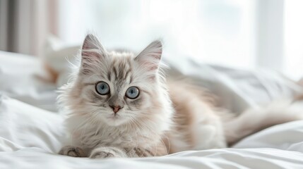 White background with a cat