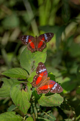 Brazilian Insect
This insects is very rare in brazilian savannah.