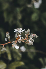 Plant Flower Leaves Botanical Wildlife