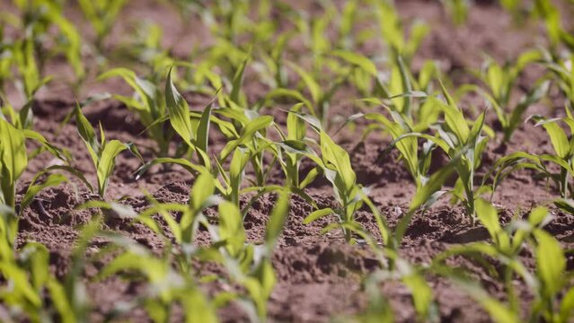 Farm crops in plowed field