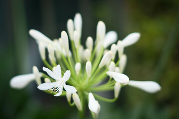 初夏に爽やかな涼感のある花を咲かせる白いアガバンサス