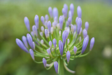 初夏の公園で爽やかな涼感のある花を咲かせるアガバンサス