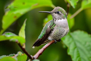 Obraz premium Hummingbird close up