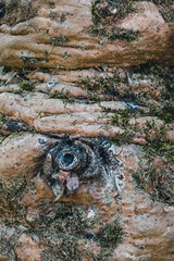 Moss and Lichen on Tree Bark