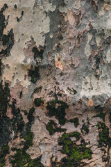 Colorful Tree Bark with Moss