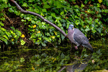 Woodpigeon sits on a branch by the lake in the reeds, wanting to drink water. In Edinburgh, Scotland