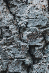 Close-up of rough tree bark texture