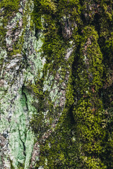 Moss-covered tree bark texture