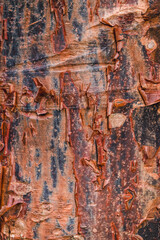 Colorful peeling tree bark