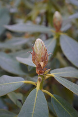 Close up of phododendron (rododendron) bushes with buds just started to bloom. Blurred background.