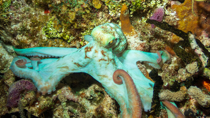 Caribbean reef octopus (Octopus briareus) hunting on a coral reef during a night dive near Cozumel, Mexico.  Underwater photography and travel.