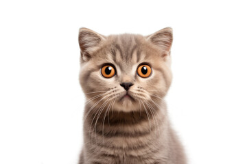 Obraz premium Cute american scottish fold kitty looking at camera. Head close-up portrait of american scottish fold cat. White Isolated background. Generative AI